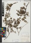 Foto von Salix alpina Scop. x Salix breviserrata Flod.